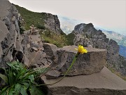 71 Hieracium (Ieracio) con vista sul Col dei Brassamonti